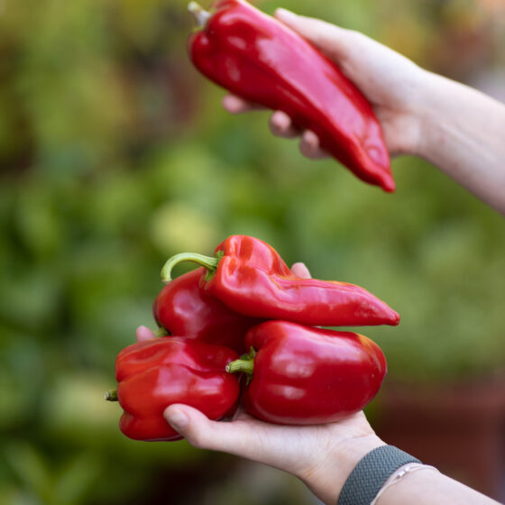paprika rubín